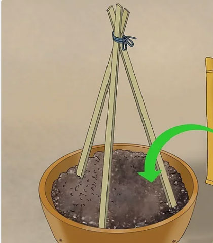 盆栽黄瓜的种植方法(3个步骤详解)