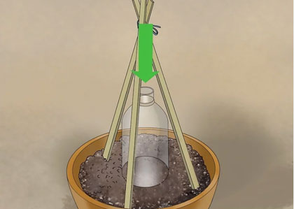 盆栽黄瓜的种植方法(3个步骤详解)